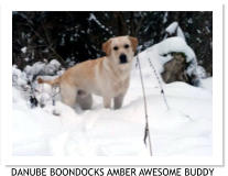 DANUBE BOONDOCKS AMBER AWESOME BUDDY