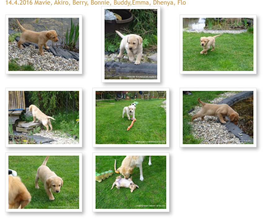 14.4.2016 Mavie, Akiro, Berry, Bonnie, Buddy,Emma, Dhenya, Flo