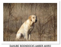 DANUBE BOONDOCKS AMBER AKIRO
