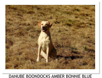DANUBE BOONDOCKS AMBER BONNIE BLUE