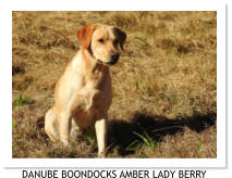 DANUBE BOONDOCKS AMBER LADY BERRY