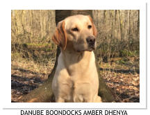 DANUBE BOONDOCKS AMBER DHENYA