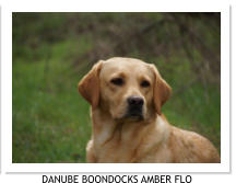 DANUBE BOONDOCKS AMBER FLO