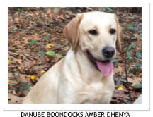 DANUBE BOONDOCKS AMBER DHENYA