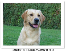 DANUBE BOONDOCKS AMBER FLO
